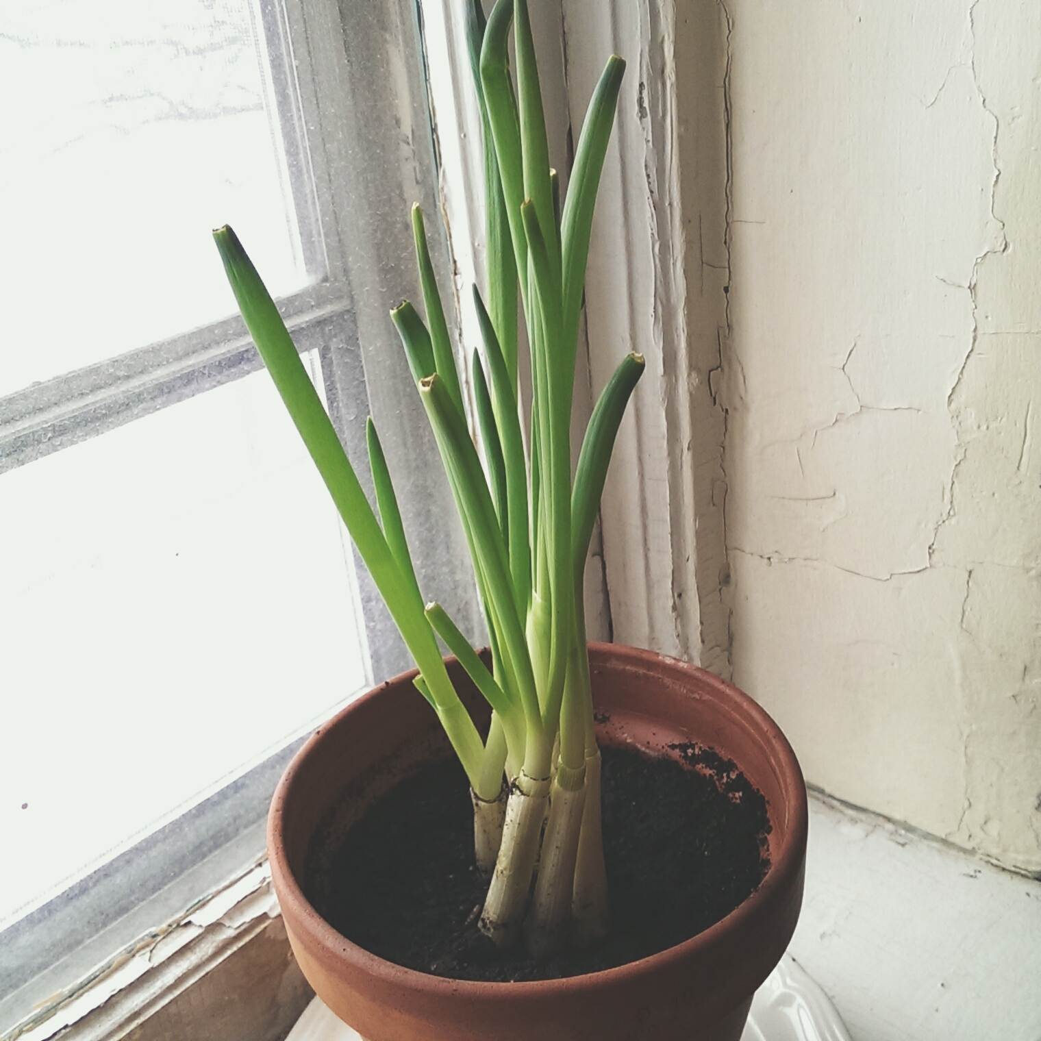 green onions all grown up